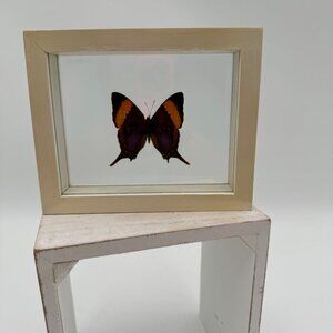 FRAMED DAGGERWING BUTTERFLY (MARPESIA CORINNA) Mounted butterfly wall hanging pi